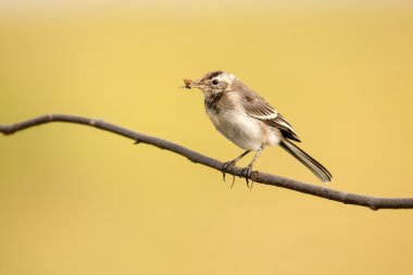Young white wagtail clipart