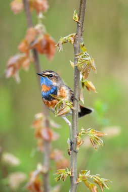Bir bluethroat şarkı