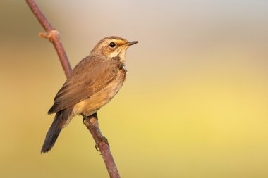Bluethroat açık havada baston oturur