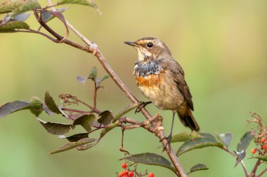 Bluethroat açık havada baston oturur