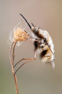 Bombylius büyük bir kuru bitki üzerinde asılı