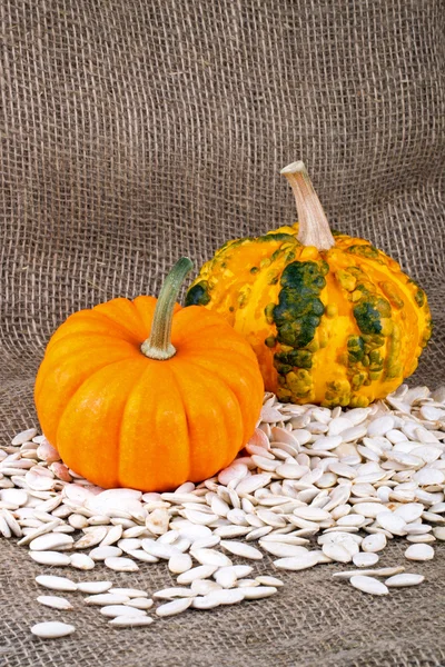 Primer plano sobre pequeñas calabazas y semillas — Foto de Stock