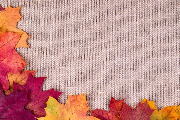 Sonbahar kökenli bir akçaağaç çuval bezi üzerinde bırakır.