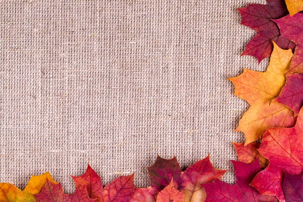 Sonbahar kökenli bir akçaağaç çuval bezi üzerinde bırakır.