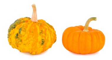 Beyaz arkaplanda balkabakları