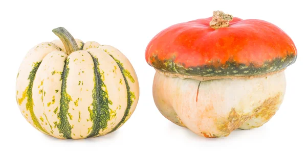 stock image Pumpkins on a white background