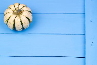 Mavi bir arka plan üzerinde küçük kabak