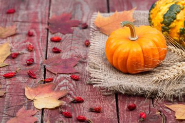 Pumpkins, sonbahar yaprakları ve bir dogrose