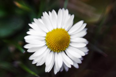 Doğanın bulanık arka planında beyaz bir papatya çiçeğinin yakın plan ve detaylı fotoğrafı. Beyaz-sarı karşıtlık