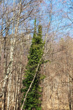 Ağaçların gövdesi yeşil sarmaşık yapraklarıyla kaplı, ormandaki çıplak ağaçların arasında, mavi gökyüzü olan bir bahar manzarasında.