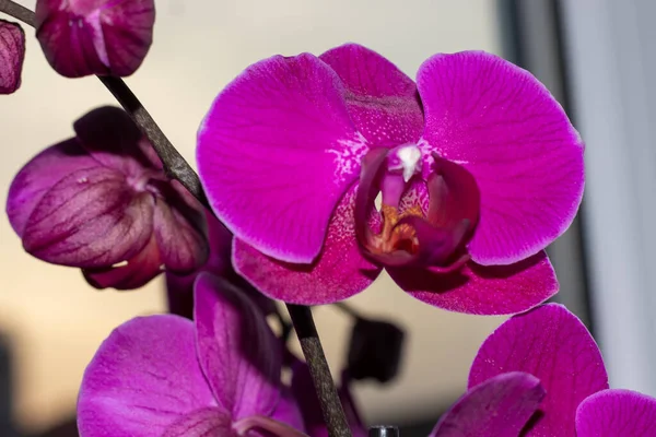 Lila Magenta Orchideenblüten Detail Balkonfenster Fotografiert — Stockfoto