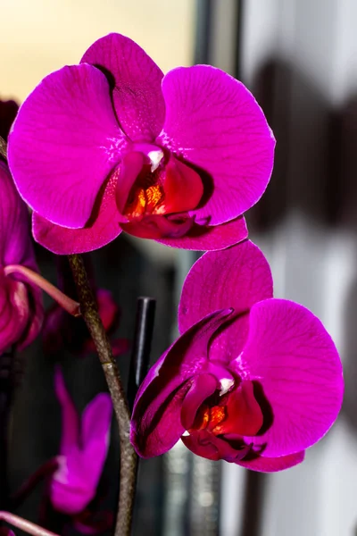 Schön Freigelegte Blüten Lila Magenta Orchideen — Stockfoto