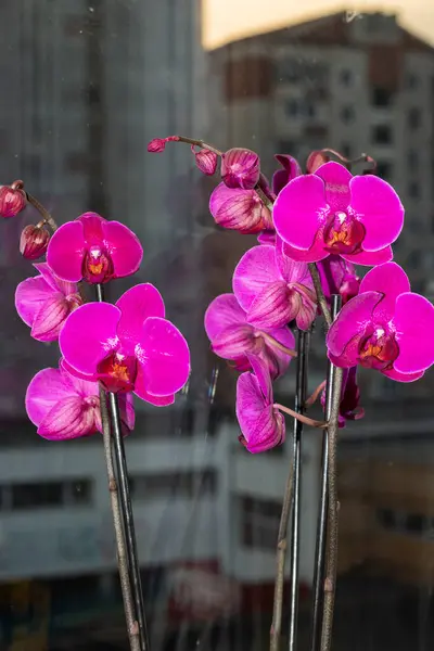 Orchideen Fenster Mit Vielen Schönen Magenta Violetten Blüten — Stockfoto