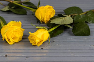 Gri ahşap arka planda güzel bir süs oluşturan üç sarı gül. Çeşitli sarı-gri renkler