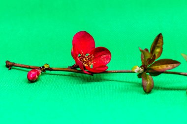 Tomurcuklar, kırmızı çiçek ve yeşil arka planda stüdyoda çekilmiş bir bahçe dalından yapraklar.