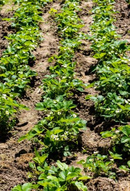 Bahçe toprağında yetişen yeşil yapraklı ve beyaz çiçekli sıra sıra çilek çalıları. Evde bahçıvanlık, hobi ve rahatlama konsepti.