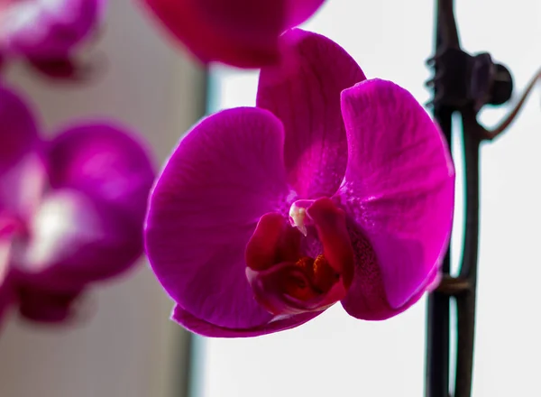 Lila Magenta Orchideenblüten Detail Balkonfenster Fotografiert — Stockfoto