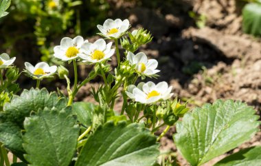 Bahçeye ekilmiş beyaz çilek çiçekleri, gün ışığında fotoğraflanmış, parlak yeşil arka planı vurguluyor.