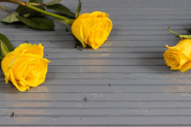 Gri ahşap arka planda güzel bir süs oluşturan üç sarı gül. Çeşitli sarı-gri renkler. Boşluğu kopyala