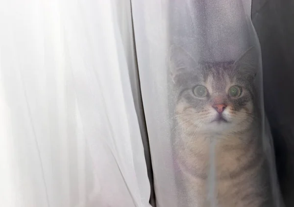 绿眼睛的猫躲在透明窗帘后面的房子里玩捉迷藏 — 图库照片