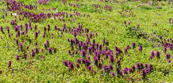 Поле Фиолетовыми Цветами Ламиевого Пурпура Мертвой Крапивы Сфотографировано Весеннем Солнечном — стоковое фото