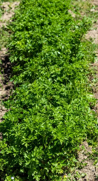 Petrželový Keř Aromatická Rostlina Zelenými Listy Pěstovaná Zahradě Hnojené Půdě — Stock fotografie