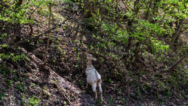 Beyaz keçi memeleri görünürde, gerildikçe ve tepelere tünedikçe kuru çalılardan yeni çıkmış yeşil otları yemek için arkadan yakalıyorlar.