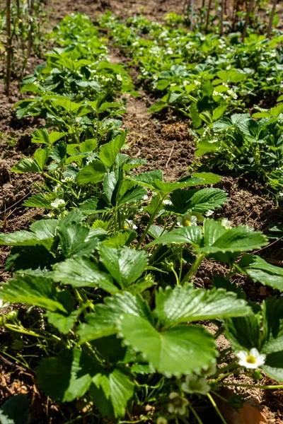 Bahçedeki gübrelenmiş toprağa ekilen çilek çalıları büyümüş ve organik çilek meyvelerinin yetişeceği çiçeklere sahiptirler; seçici bir odak noktası