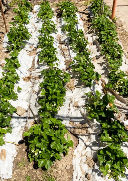 Bahçedeki sıra sıra çilek çalıları. Çilek meyvelerinin doğrudan yerde yetişmesini önlemek için raffia malzemeleriyle çevrili.