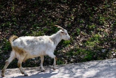 Beyaz keçi memeleri görünürde yürürken yakalandı, sürünün sonuncusu, köyün koyun ağılına giderken
