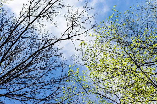 Mavi gökyüzünün arka planında yaprakları olan kuru ağaçların dalları ve dalları; dal çerçevesi, tepeden tırnağa fotoğraf