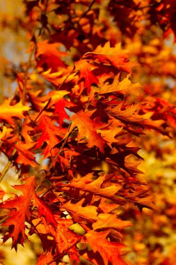 Varşova 'da bir parkta sonbahar yaprakları