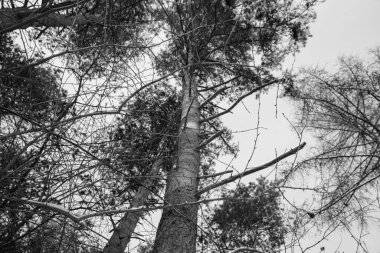 Karla kaplı ağaçlarla kaplı kış ormanı. Siyah ve beyaz renkler