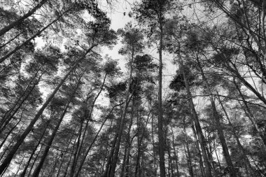 Karla kaplı ağaçlarla kaplı kış ormanı. Siyah ve beyaz renkler