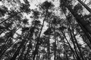 Karla kaplı ağaçlarla kaplı kış ormanı. Siyah ve beyaz renkler