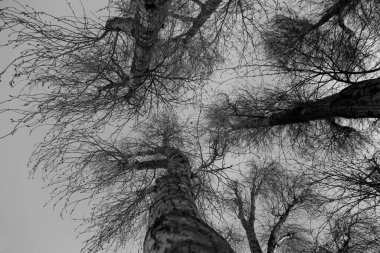 Karla kaplı ağaçlarla kaplı kış ormanı. Siyah ve beyaz renkler