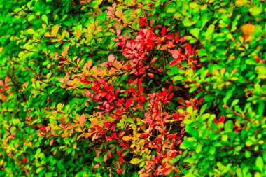 Çalıların üzerinde yeşil-kırmızı yapraklar