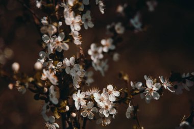 İlkbaharda açan elma çiçeği.