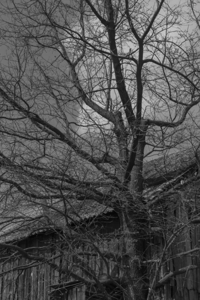 白と黒の葉のない古い木 — ストック写真