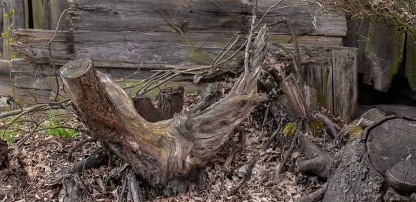Yaşlı Bir Ağacın Dalı — Stok fotoğraf
