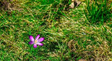 Mor çiçek güneşte çimlerde