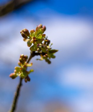 Ağaçta yaprak tomurcukları