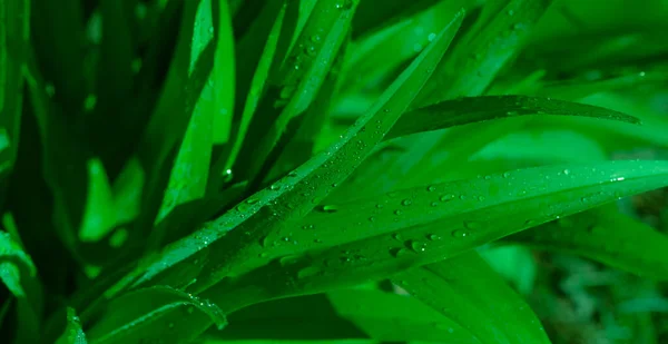 Gröna Blad Med Vattendroppar — Stockfoto