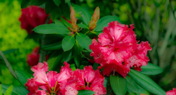 Rose Rhododendron Fleur Pacifique Rhododendron — Photo