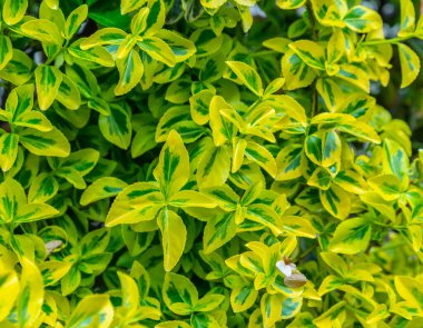 Çalıların yeşil-sarı yaprakları