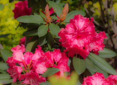 Pembe rhododendron çiçeği Pasifik rhododendronu