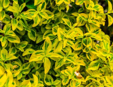 Çalıların yeşil-sarı yaprakları