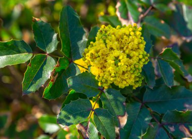 Oregon Üzümü, Mahonia ortak Mahonia aquifolium