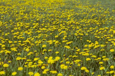 Karahindiba tarlası Sonchus arvensis