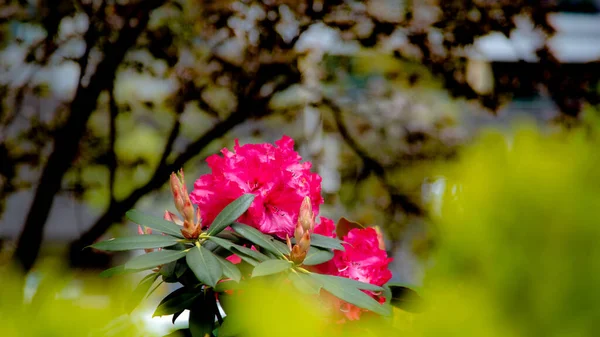 Rose Rhododendron Fleur Pacifique Rhododendron — Photo